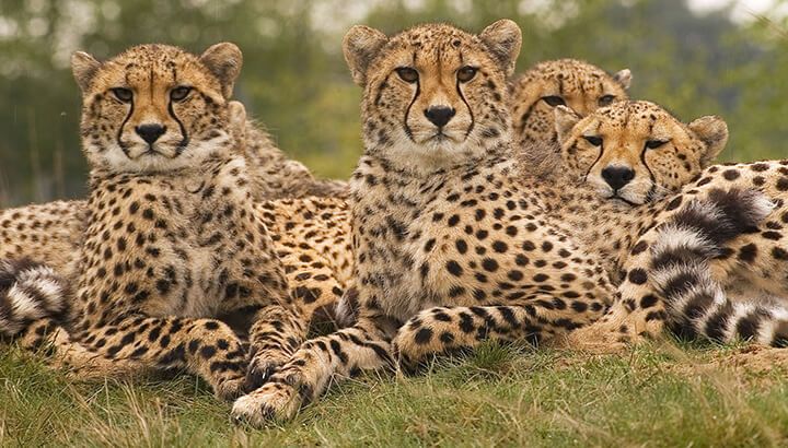 Cheetahs and giraffes are nearly extinct