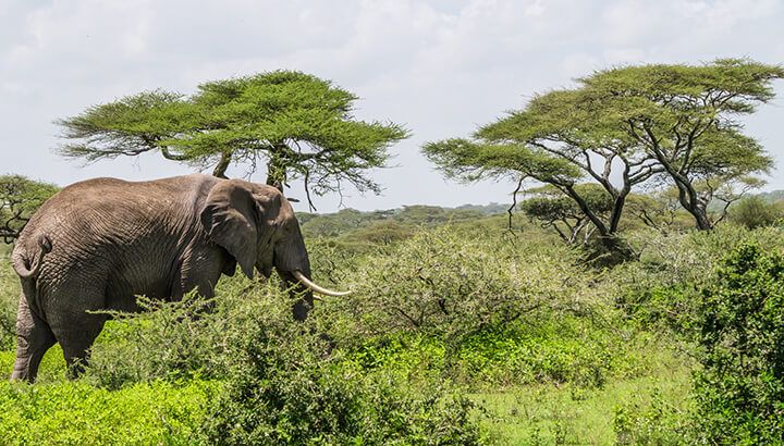 Cheetahs and giraffes help balance the environment for other species