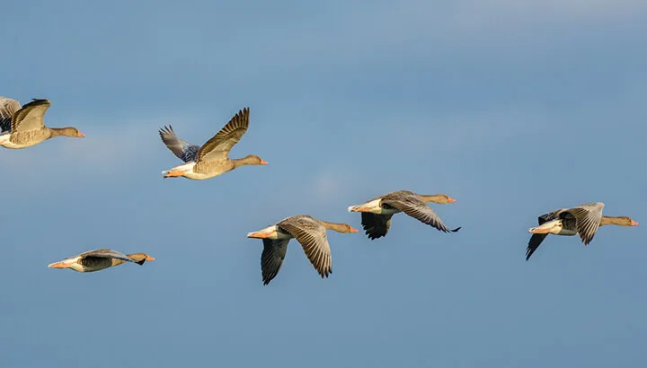 Geese and other birds have been systemically killed around airports in New York
