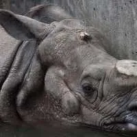 Rhino horns are a commodity on the black market