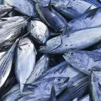 Canned tuna may come from fishing with FADs, which is destroying precious ecosystems