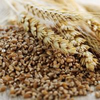 Whole grain wheat kernels closeup